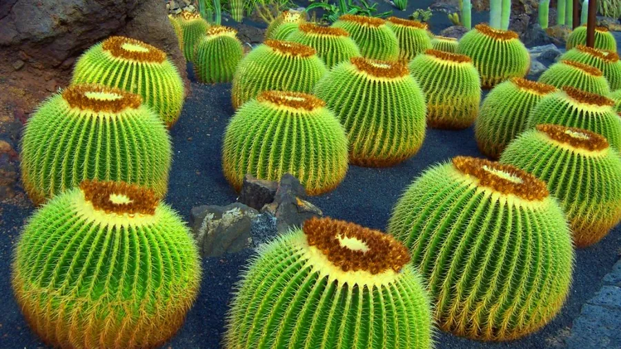 Jardim de Cactos de Lanzarote