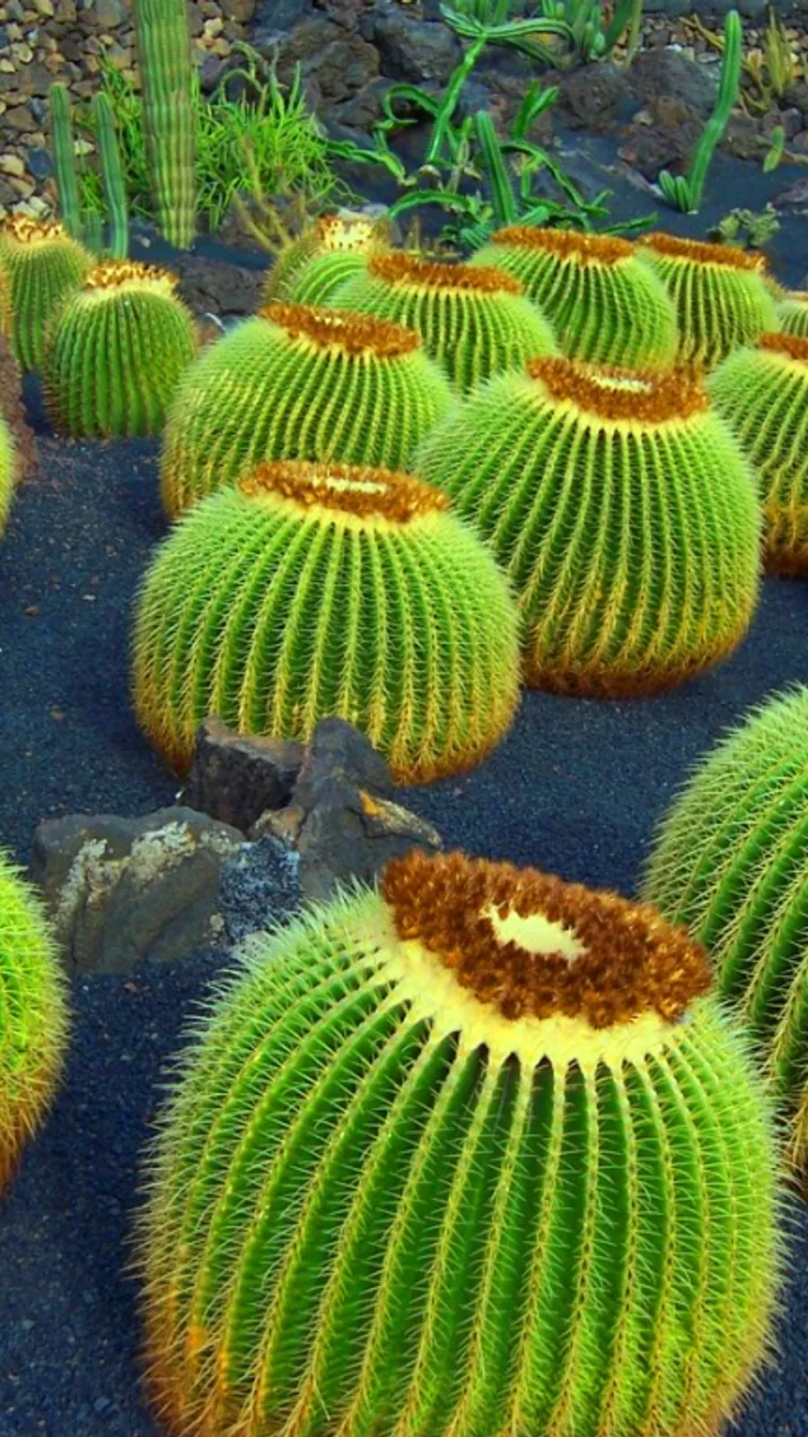 Giardino dei cactus di Lanzarote