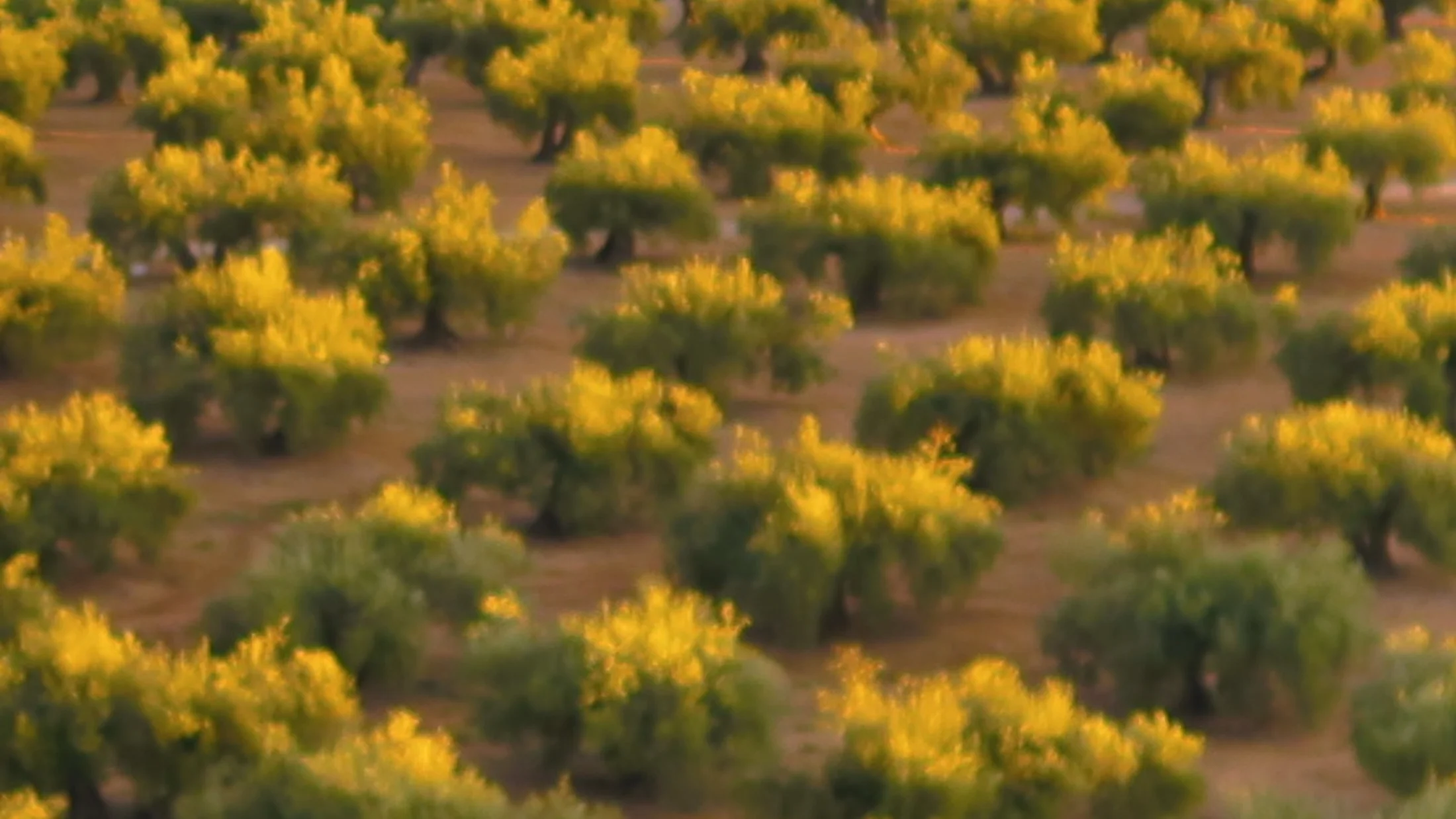 File:Amanece en el Olivar de Jaén.png