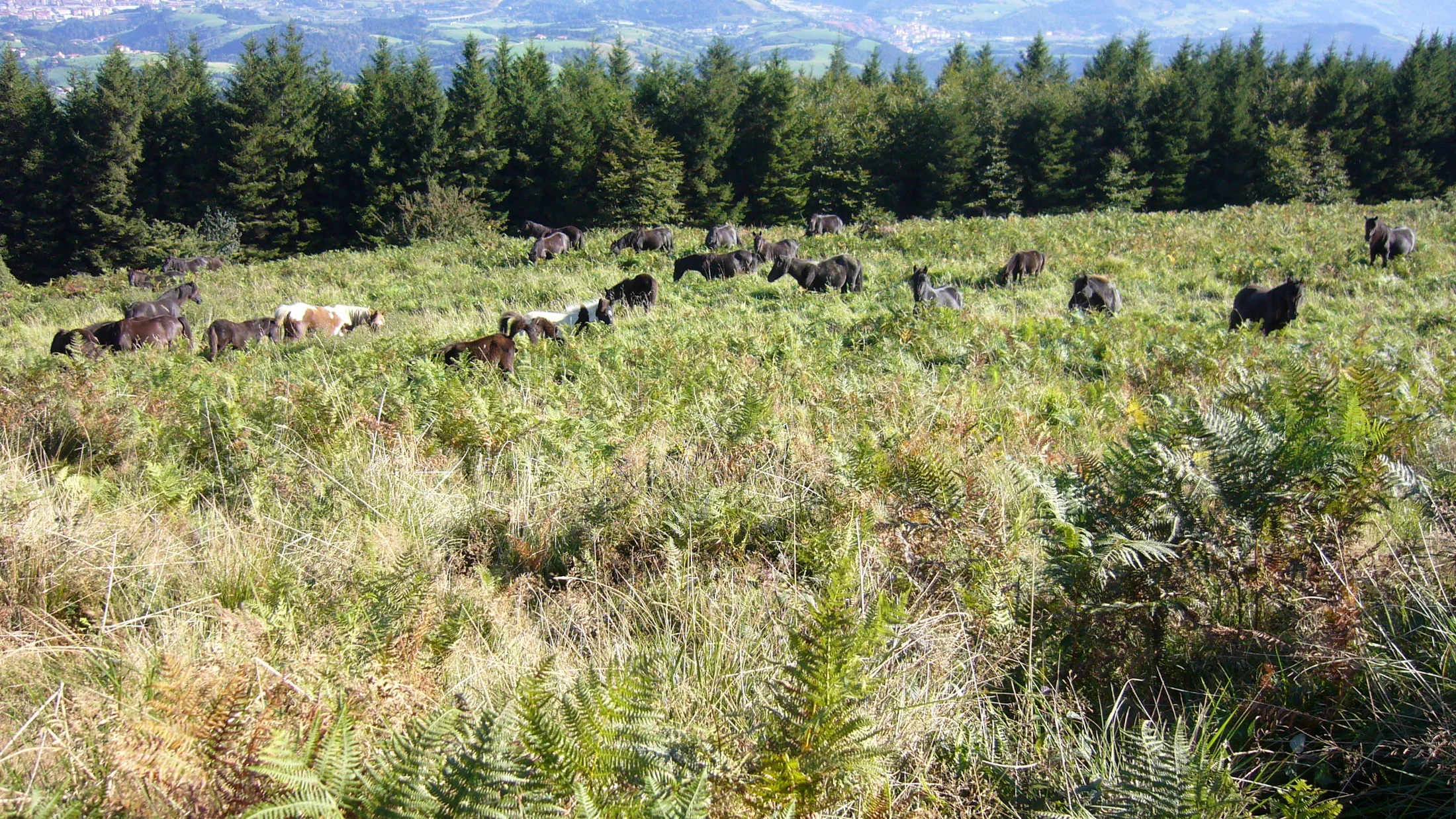 Imagen de Región: cmcjddcgk008hik8pg0naczpw