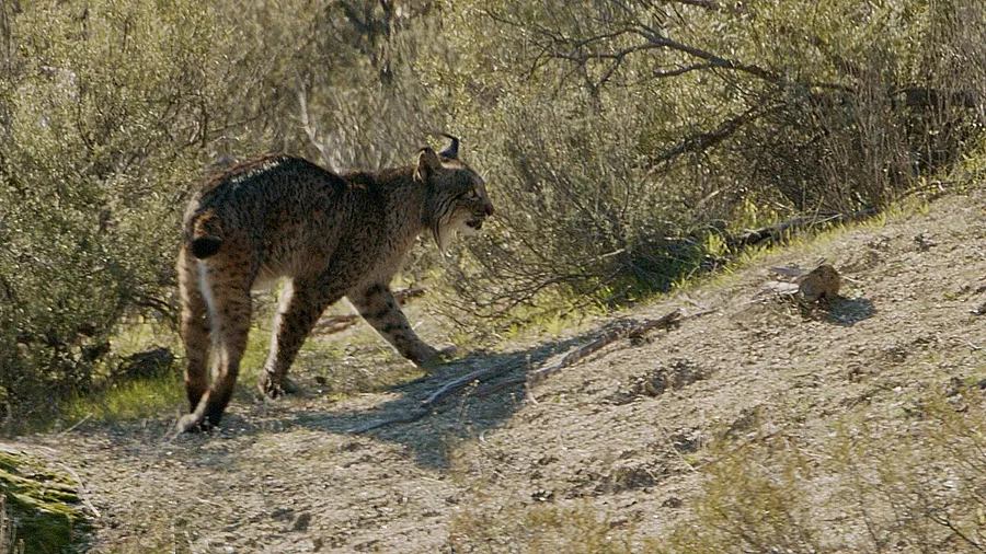 Iberian Lynx Wildlife Watching in Sierra de Andújar