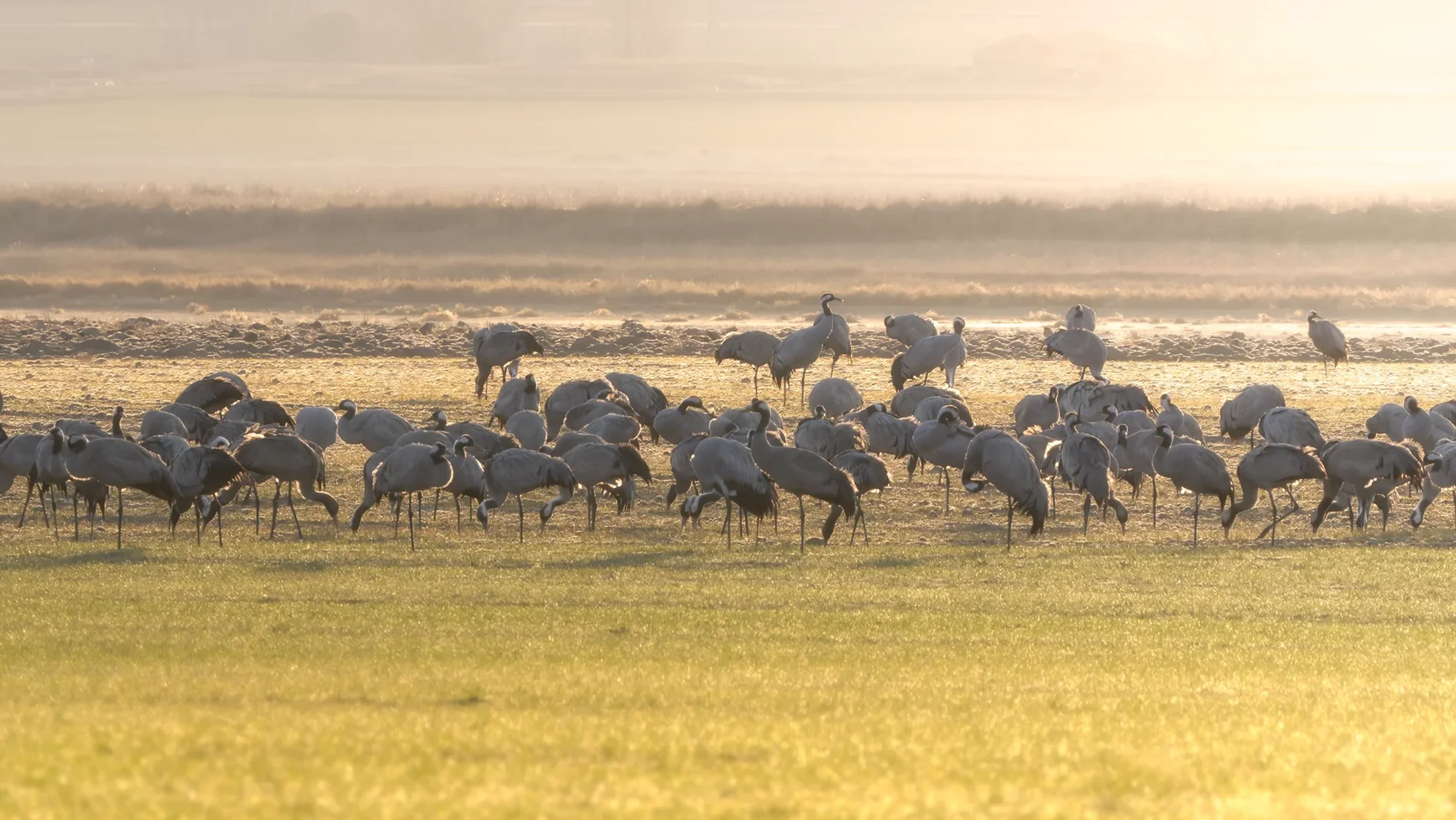 Migración de grullas en Gallocanta y Extremadura: el mayor espectáculo ornitológico de Europa