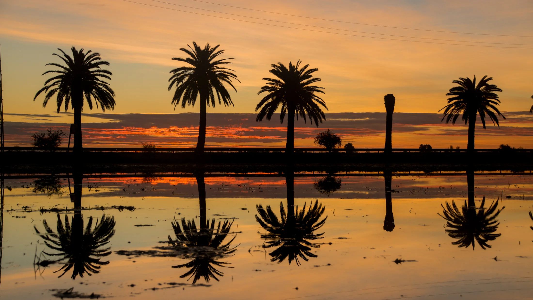Risaie del Delta dell'Ebro al tramonto