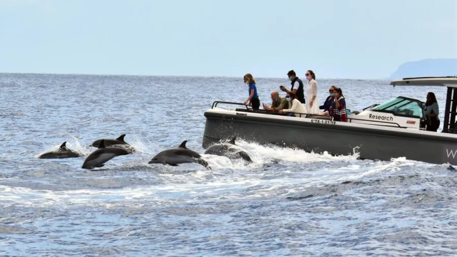Avistamiento de ballenas y delfines en España: 7 puntos top más allá de Canarias