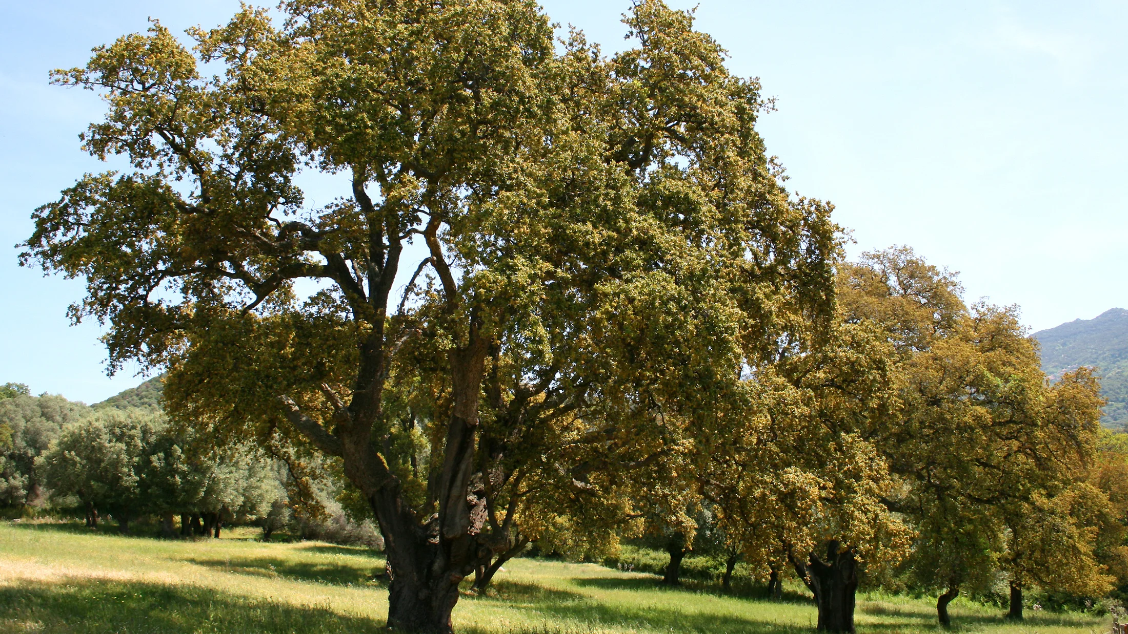 File:Quercus suber JPG1.jpg