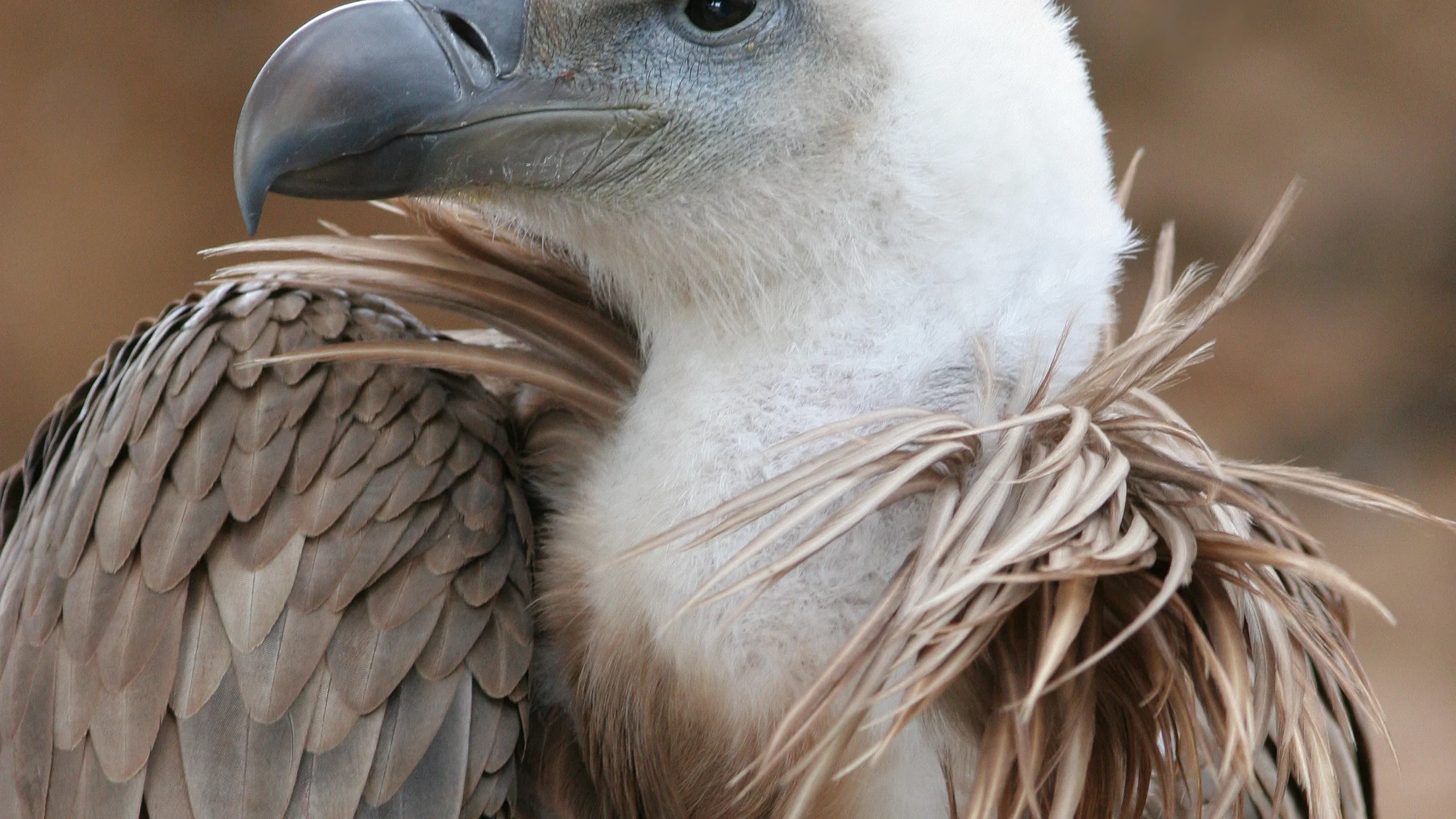 File:Vulture beak sideview A.jpg
