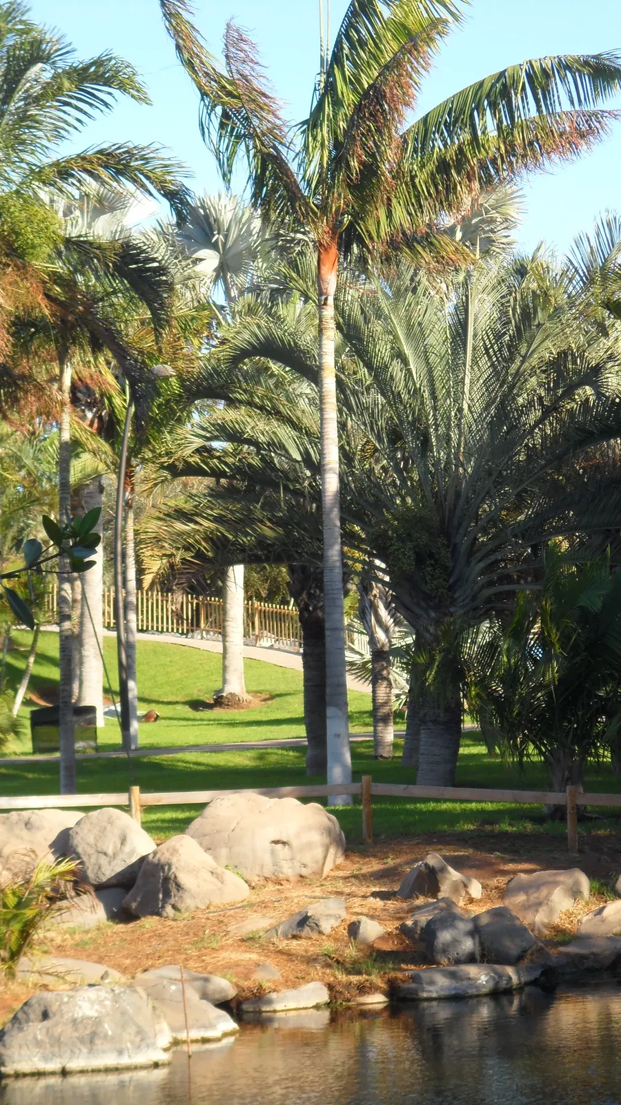 Palmetum of Santa Cruz de Tenerife