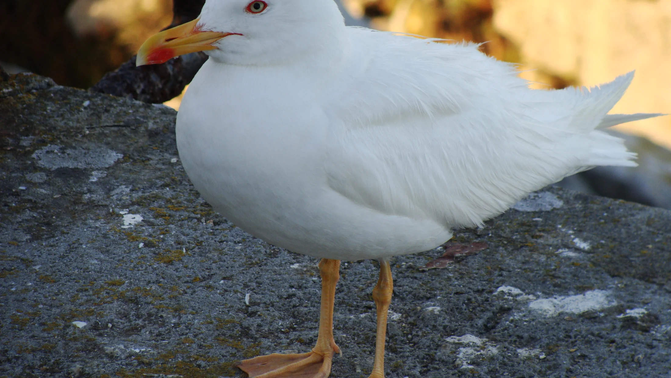 Imagen de Región: cmcjdd6f80069ik8prmdcr3wj