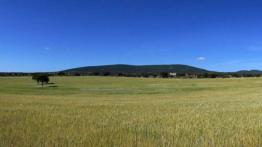 Iberian Lynx Tracking Tour in Sierra Morena, Córdoba