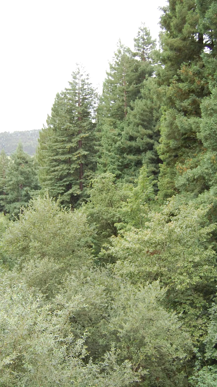 Bosque de Secuoyas de Cabezon de la Sal