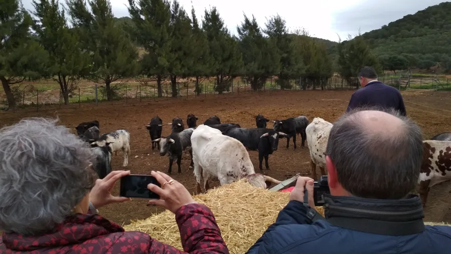 Toros bravos en la ganadería en Benalup-Casas Viejas