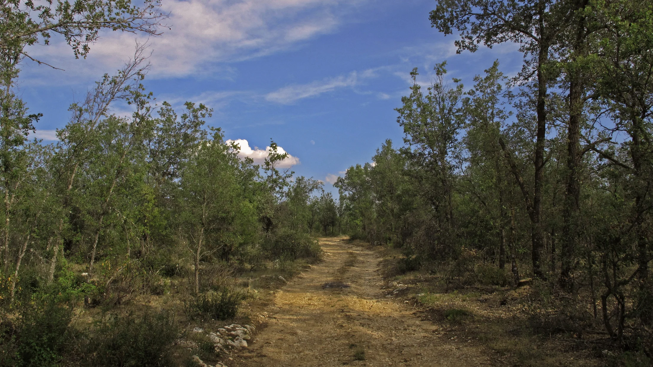 File:La Alcarria Guadalajara   Quejigal (7680261780).jpg