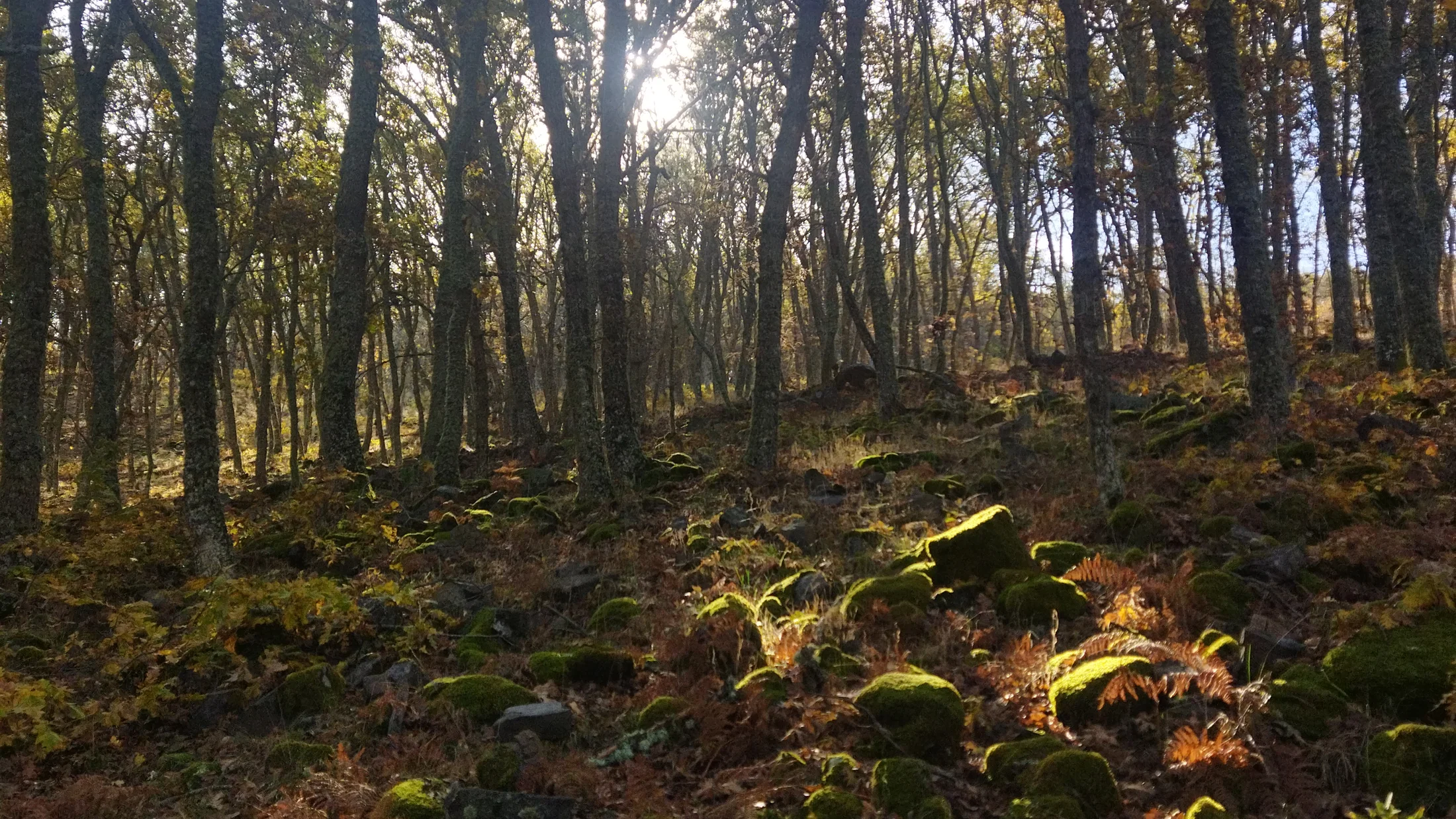 File:Bosque de hoja caduca en la Sierra de Francia, Salamanca.jpg