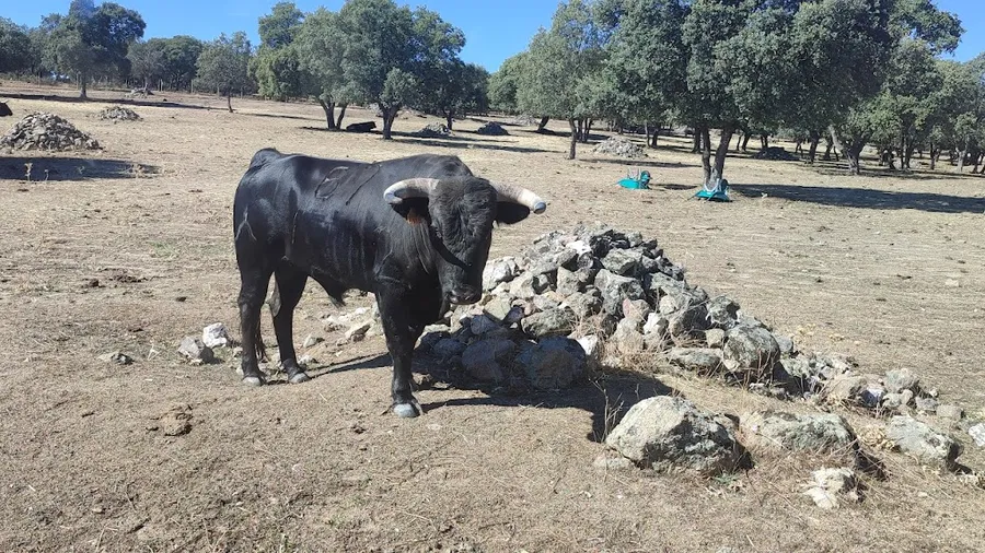Visita guiada a fincas de toro bravo en Torrejón el Rubio