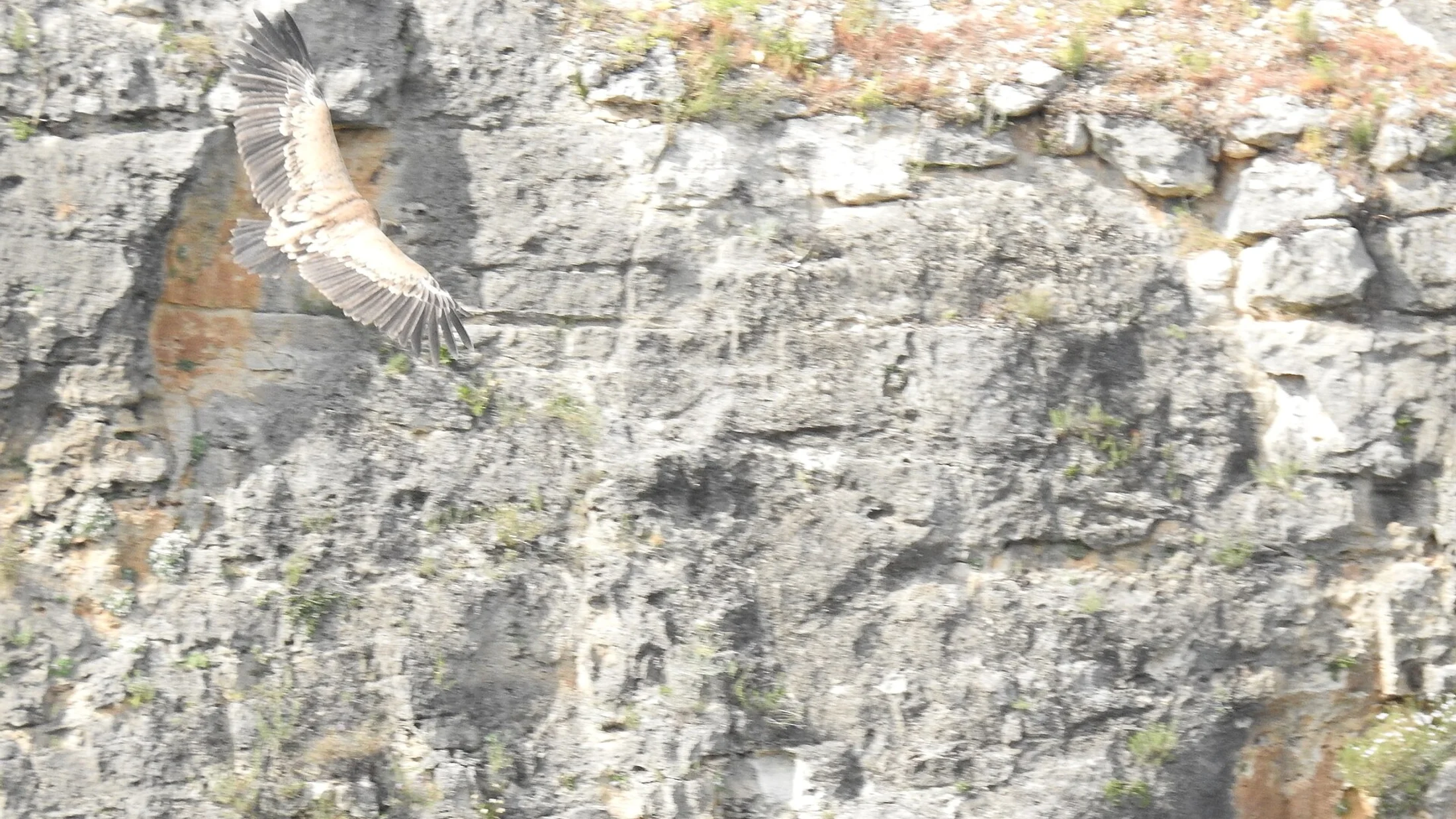 Buitre leonado en vuelo sobre las hoces del Duratón