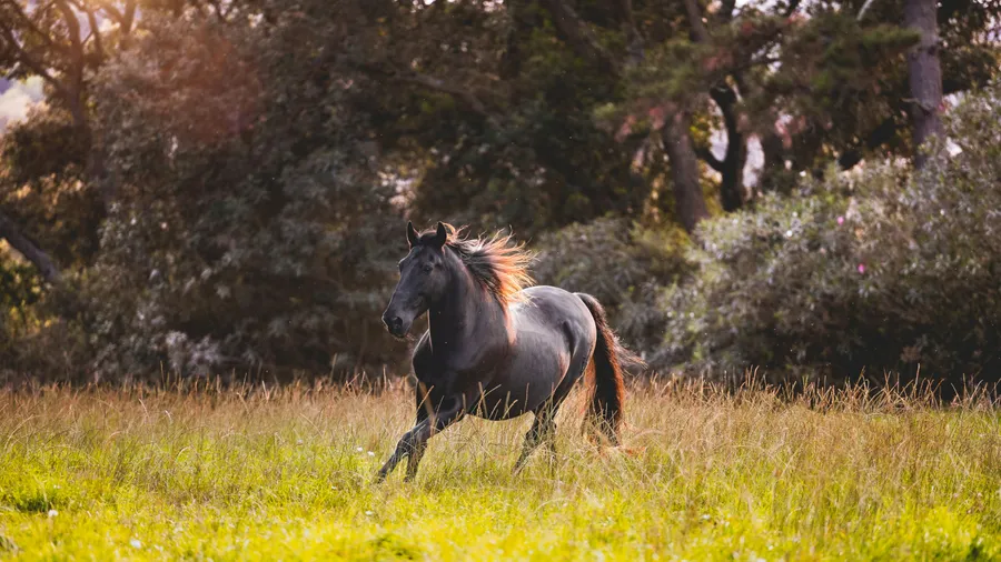 Visit to Son Martorellet, Menorcan horse farm in Ferreries