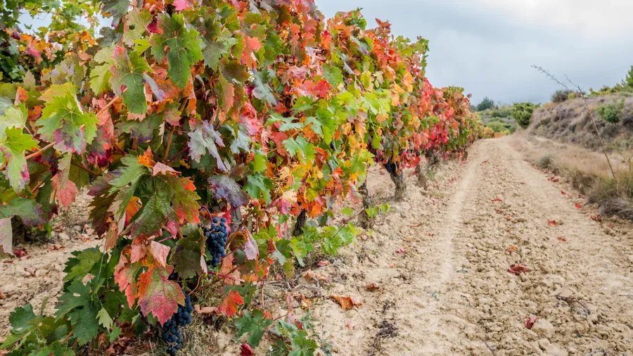 Rioja Alavesa — Ruta del Vino