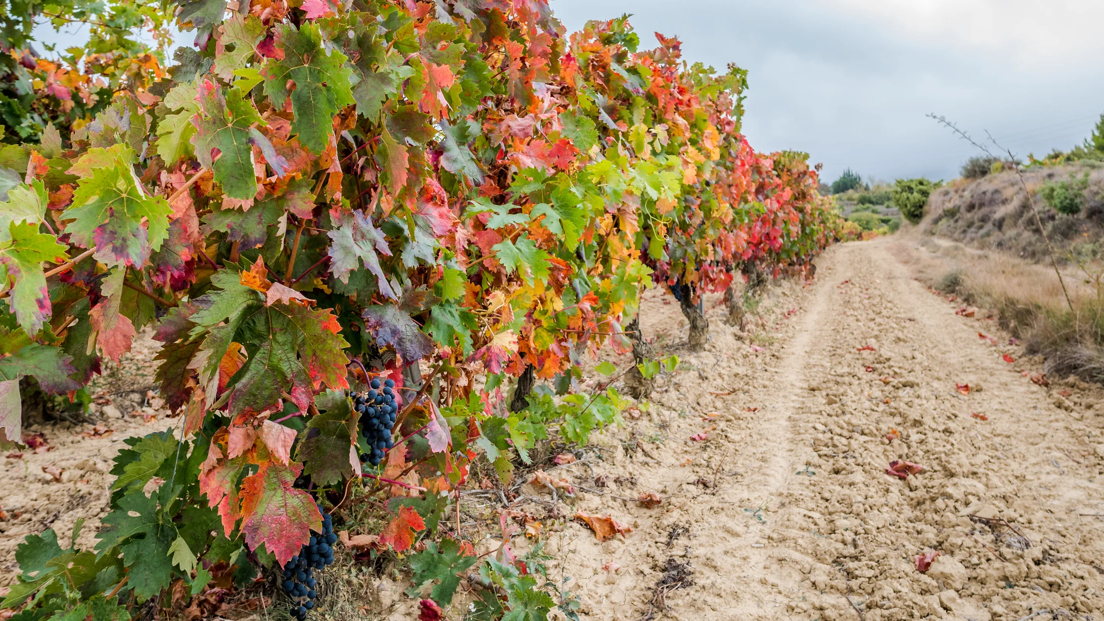 Rioja Alavesa vineyards Laguardia landscape