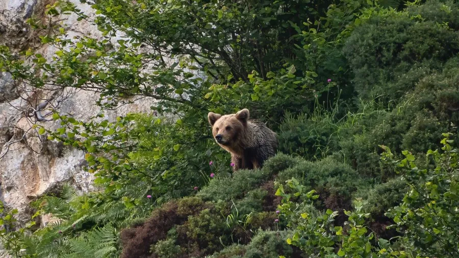 Senderismo y avistamiento de oso pardo en Aller, Asturias