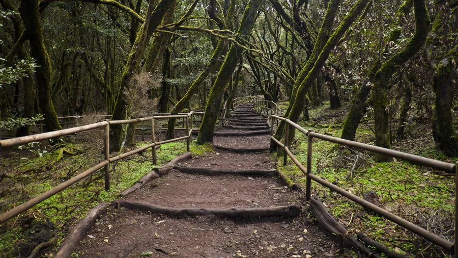 Parque Nacional de Garajonay