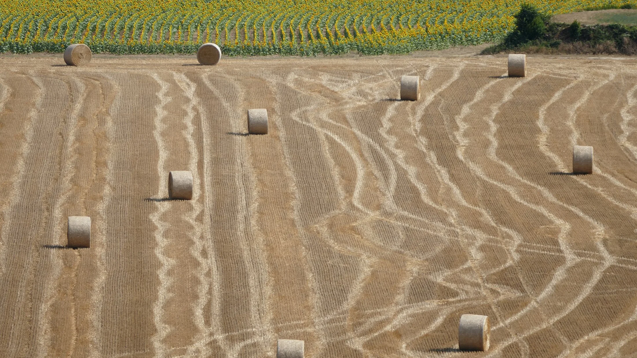 Campos y olivares del Baix Empordà, el paisaje que acompaña cada pedalada