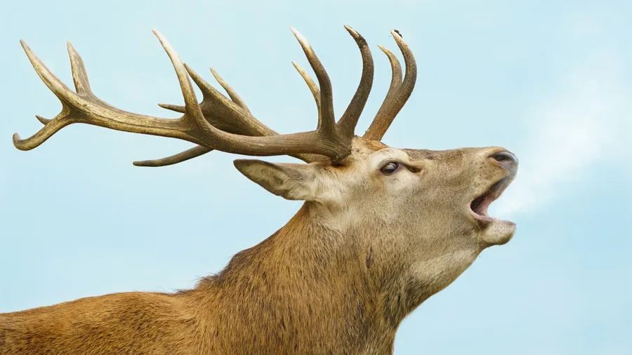 Imagen de Artículo de Blog: The deer rut: where to see it without disturbing the animals