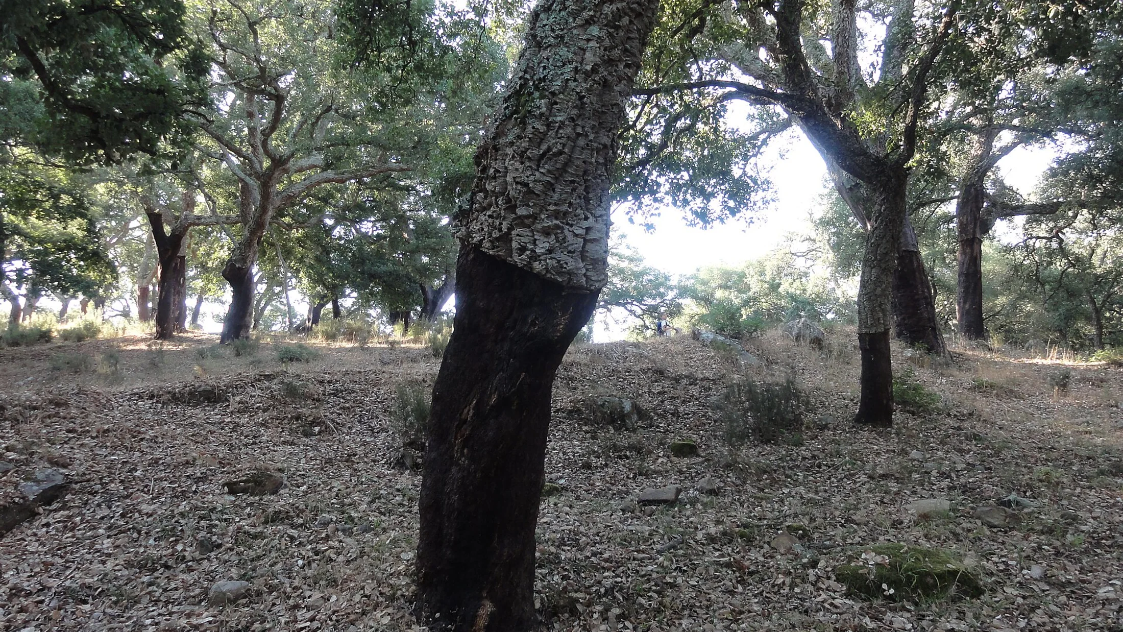 El Parque Natural de los Alcornocales
