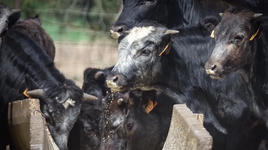 Toros bravos en la ganadería en Benalup-Casas Viejas