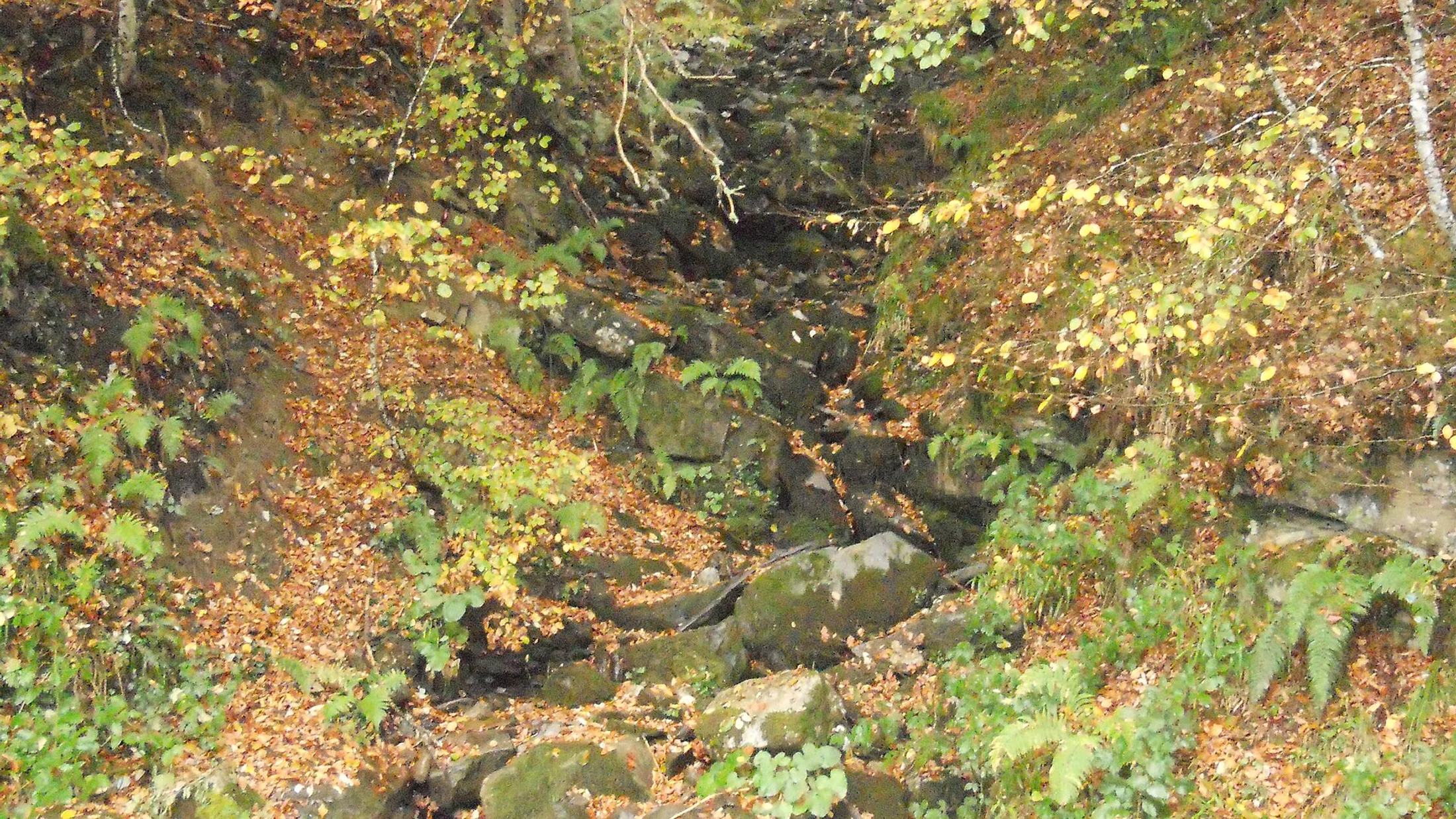 Otoño en el bosque de Peloño, Parque Natural de Ponga