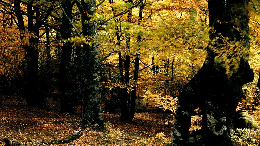 Imagen de Región: cmcjdd34y0051ik8pzeqd9f1t