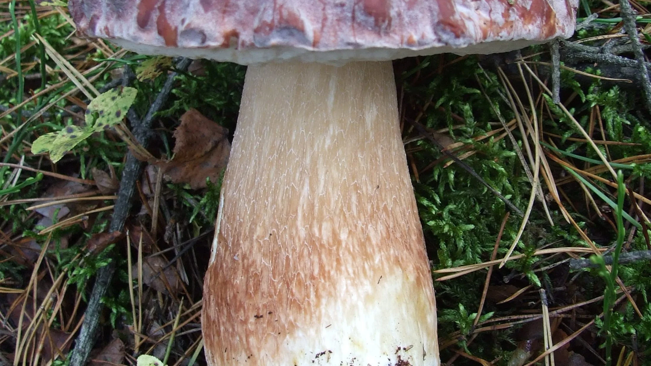 File:Boletus pinophilus DSCF6372e.jpg
