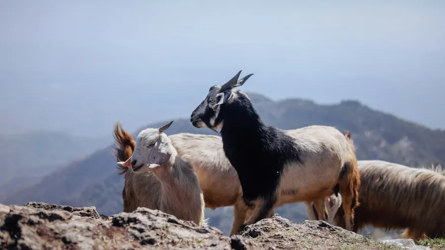Imagen de Artículo de Blog: Dónde ver cabras montesas, rebecos e íbices en verano en España