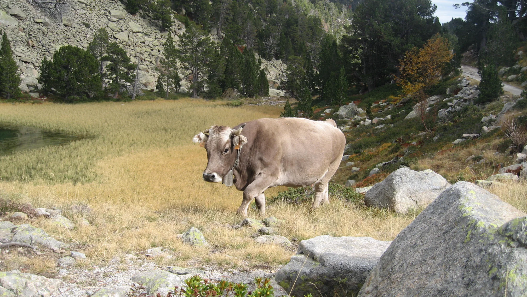 Imagen de Región: cmcjdddya0091ik8p8k4zlpt9