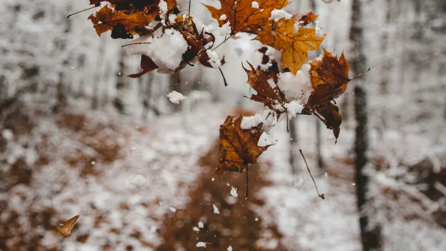 Seasonal Experiences hero background