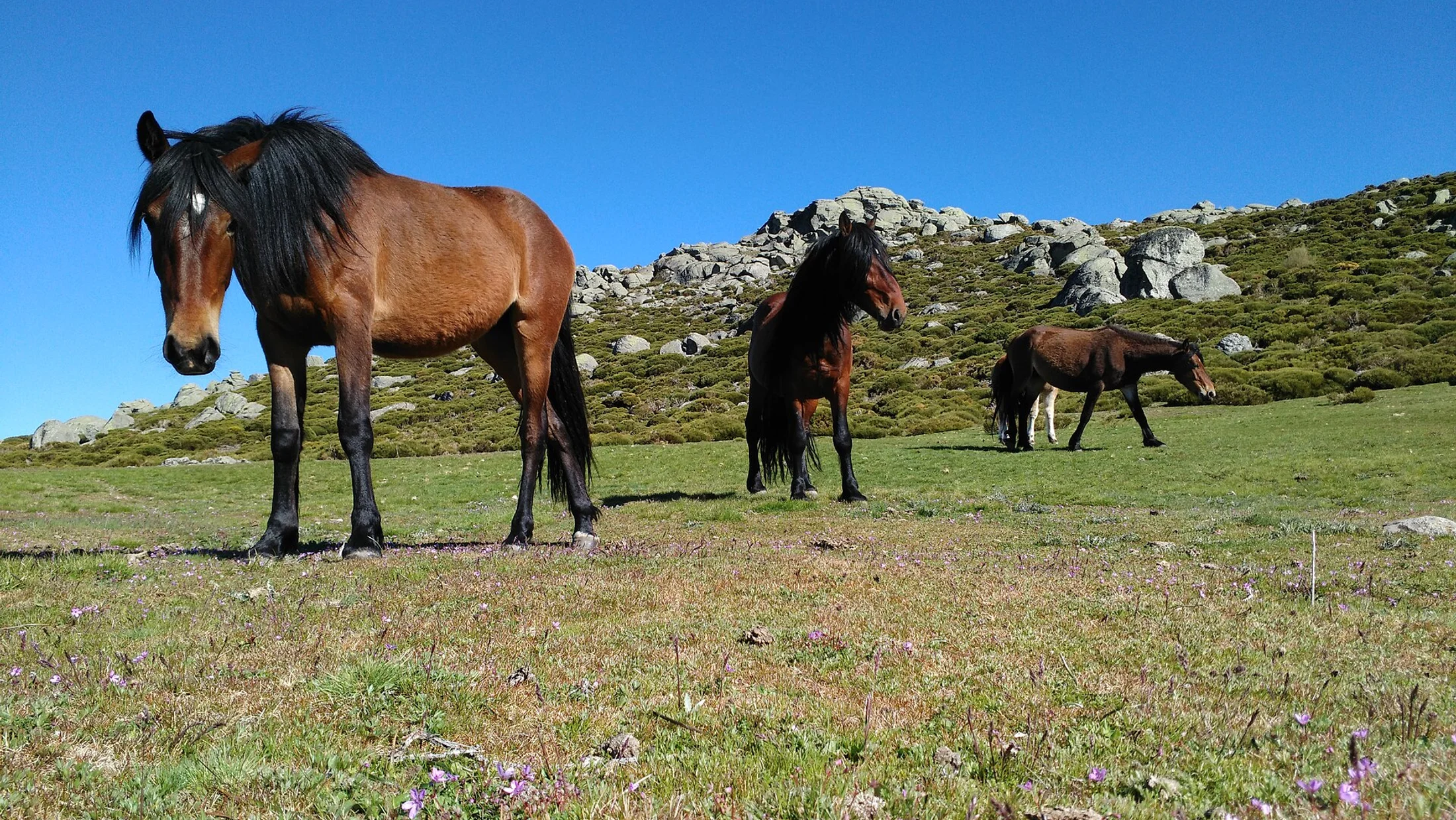 Caballos en libertad en Gredos