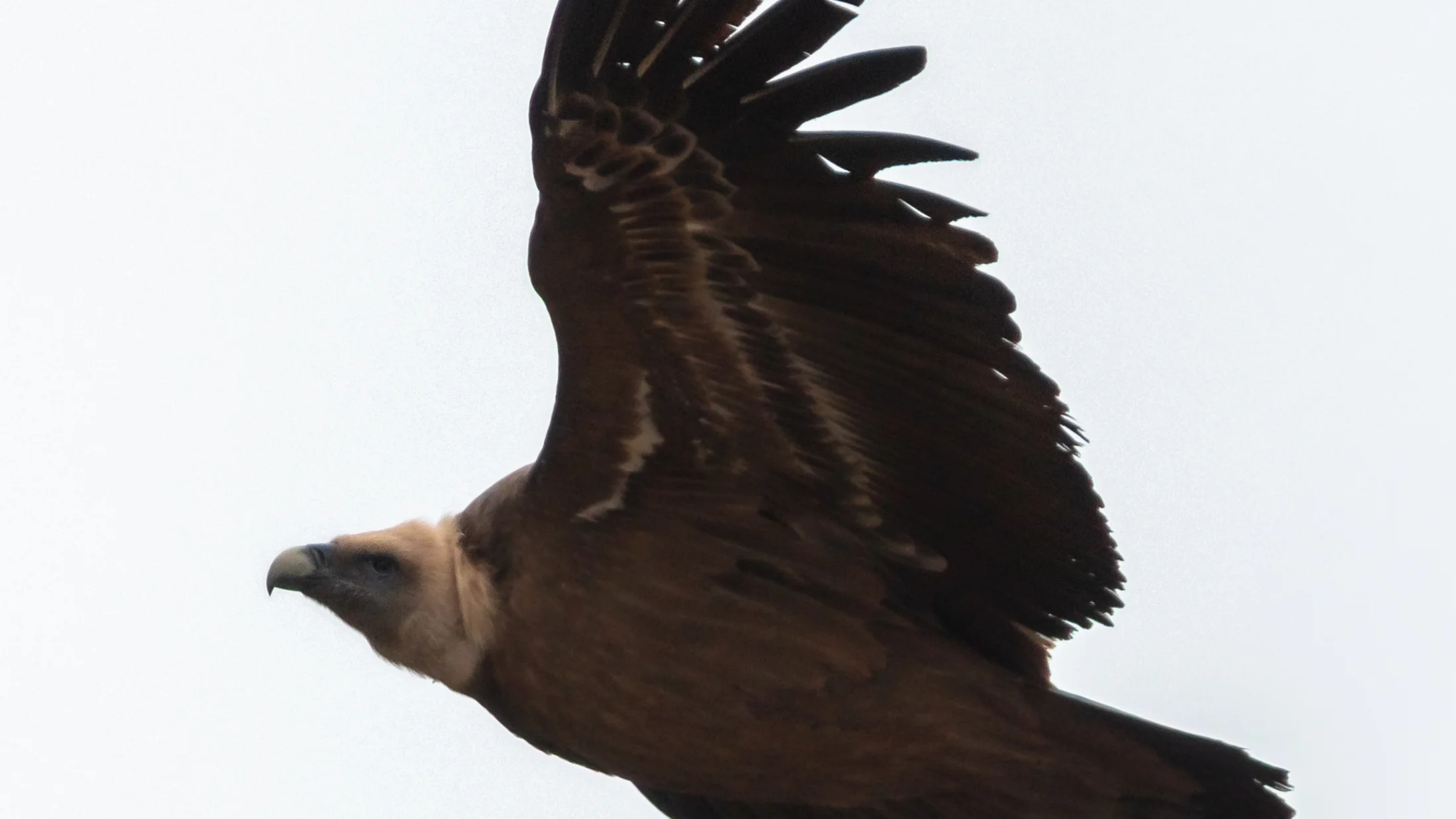 File:Buitre leonado (Gyps fulvus), Sierra del Moncayo, España, 2021 12 25, DD 03.jpg