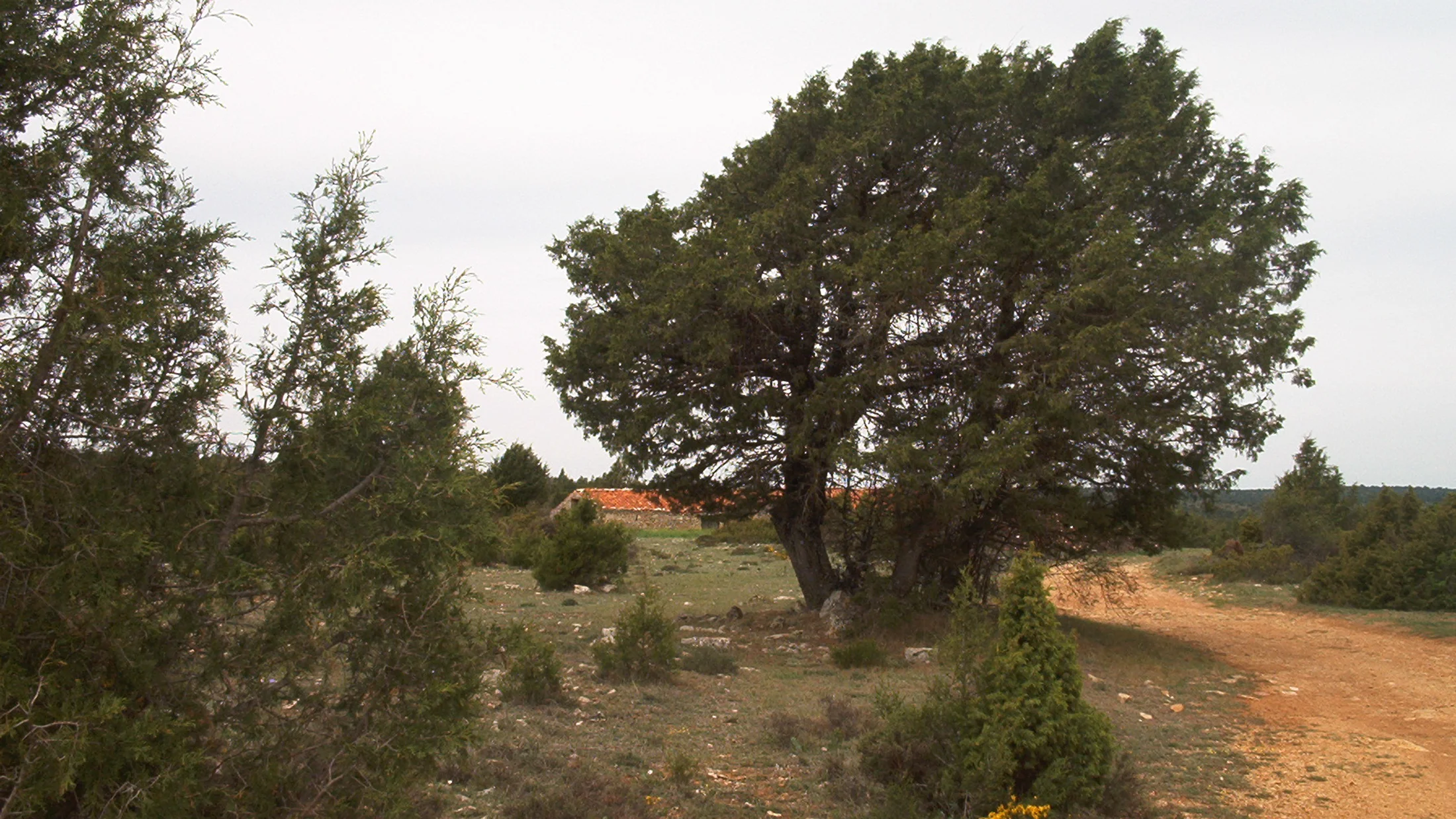 Bosques de sabinas centenarias en ruta