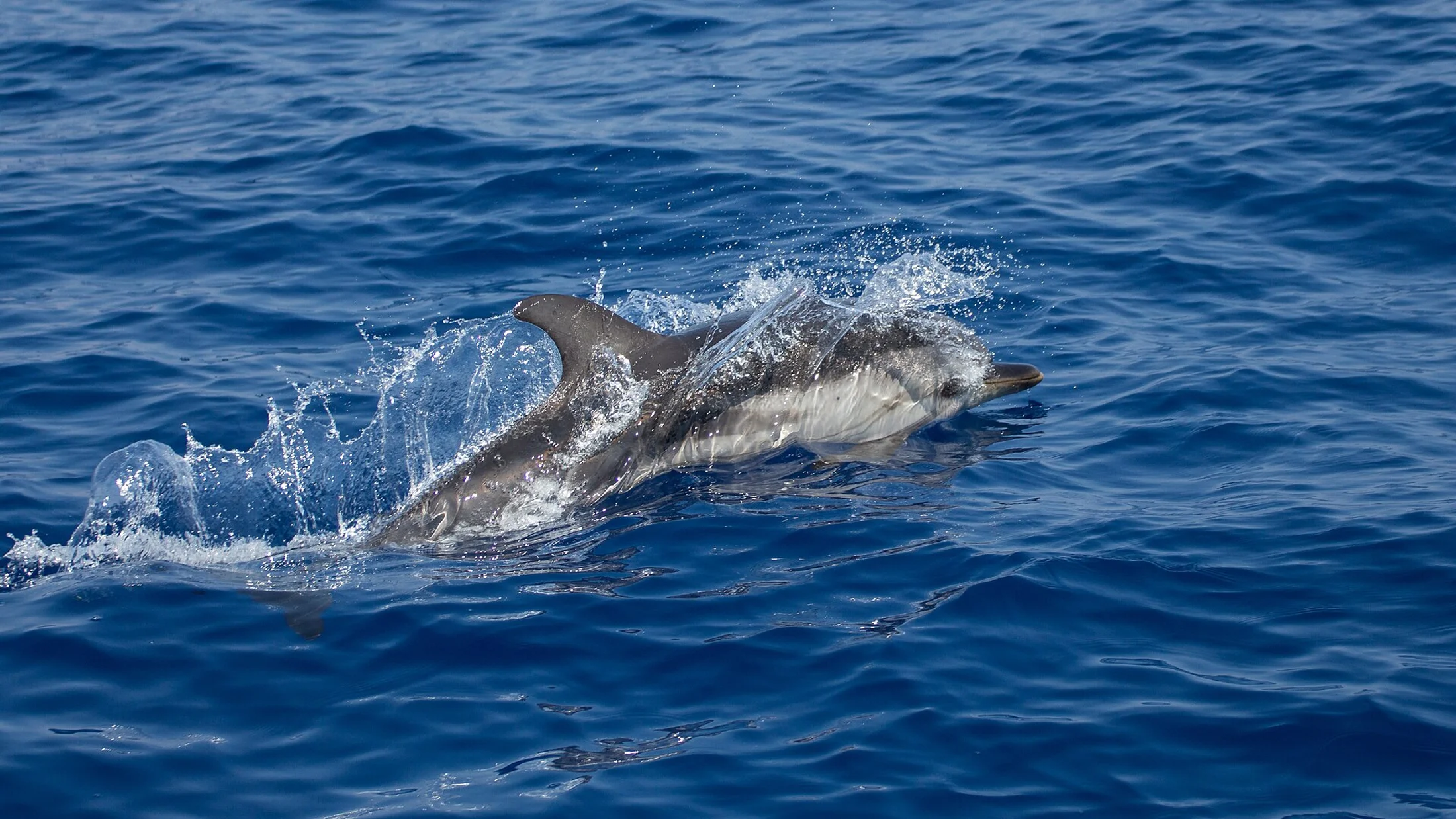 A striped dolphin, one of the Mediterranean's species