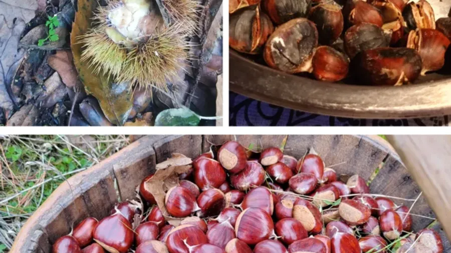 Alimentos de otoño en los pueblos