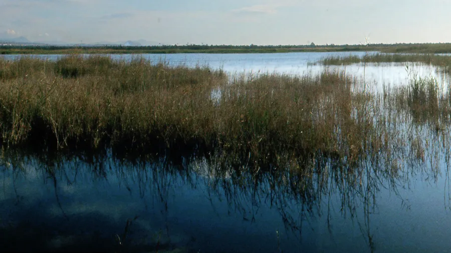 El Hondo natural park wetland