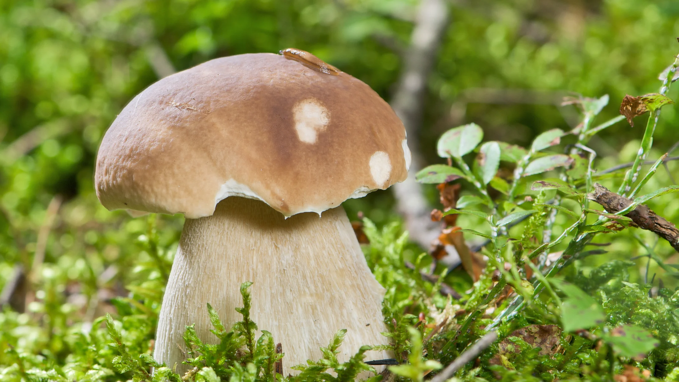 File:AD2009Sep13 Boletus edulis 01.jpg