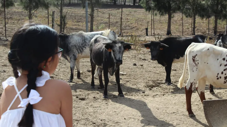 Toros bravos en la ganadería en Benalup-Casas Viejas