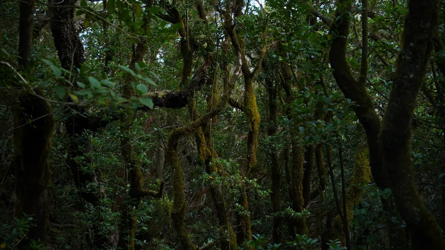 Imagen de Artículo de Blog: 10 magische Wälder Spaniens für einen Besuch im Herbst: Buchen, Eichen und Kastanien