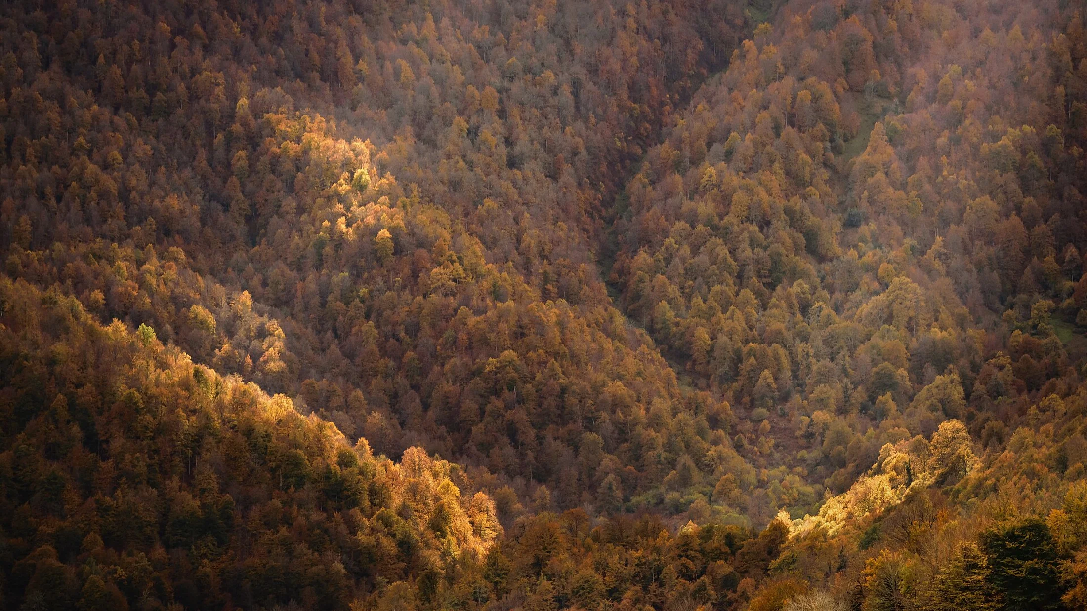 Hayedo de Peloño, uno de los bosques mejor conservados de España