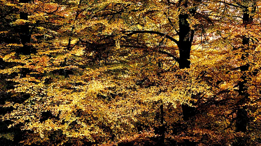 Imagen de Región: cmcjdd34y0051ik8pzeqd9f1t