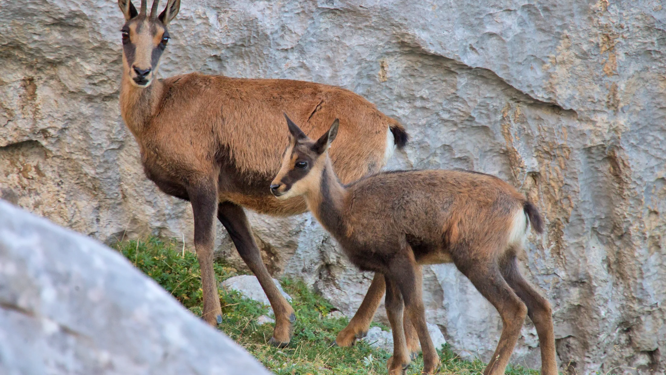 Vega de Urriellu, Picos de Europa