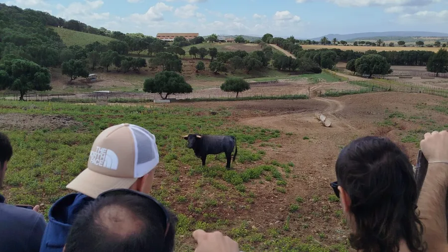 Toros bravos en la ganadería en Benalup-Casas Viejas