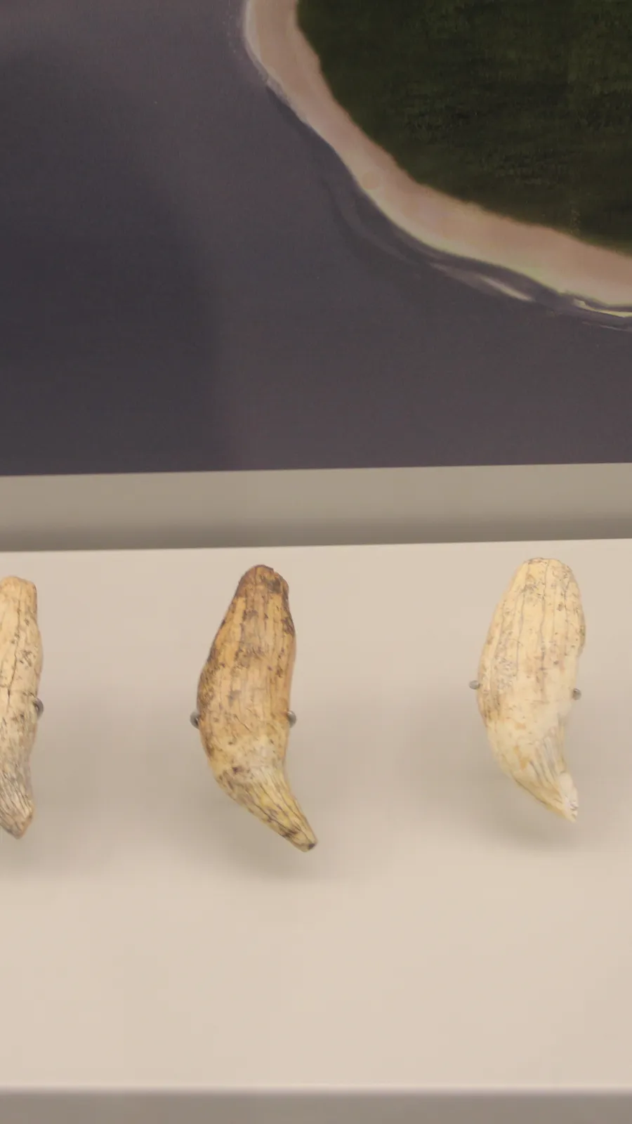 Cueva de Tito Bustillo