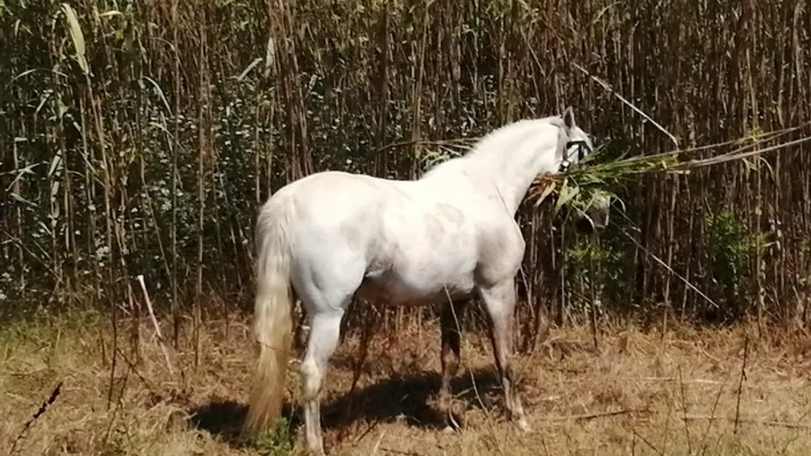 Paseo a caballo al atardecer en la playa de Xeraco