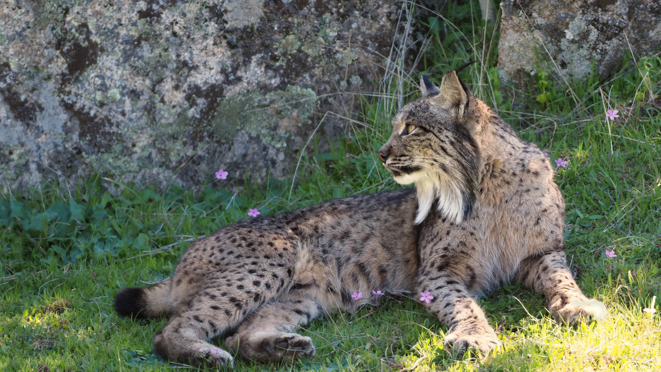 File:Male Iberian Lynx La Lancha.jpg